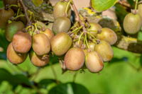 Kiwi Berry Sorte Actinidia 'Victoria' _Foto Rita Brauns